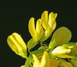 Melilotus officinalis