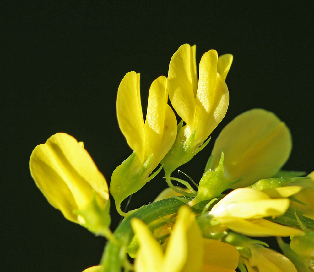 Image of Melilotus officinalis specimen.