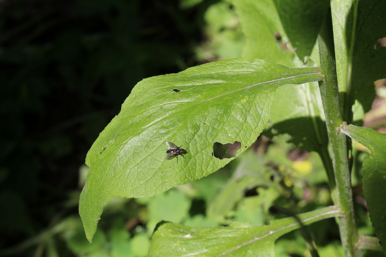 Image of Digitalis purpurea specimen.