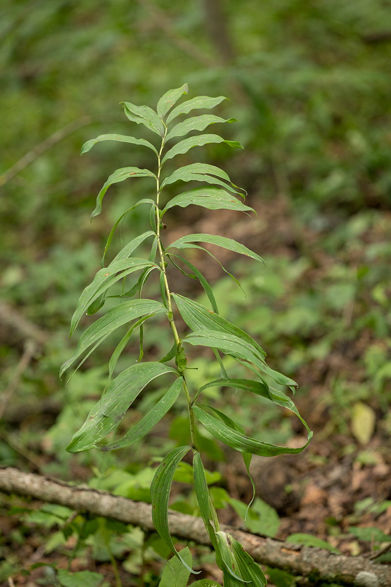 Image of Polygonatum multiflorum specimen.