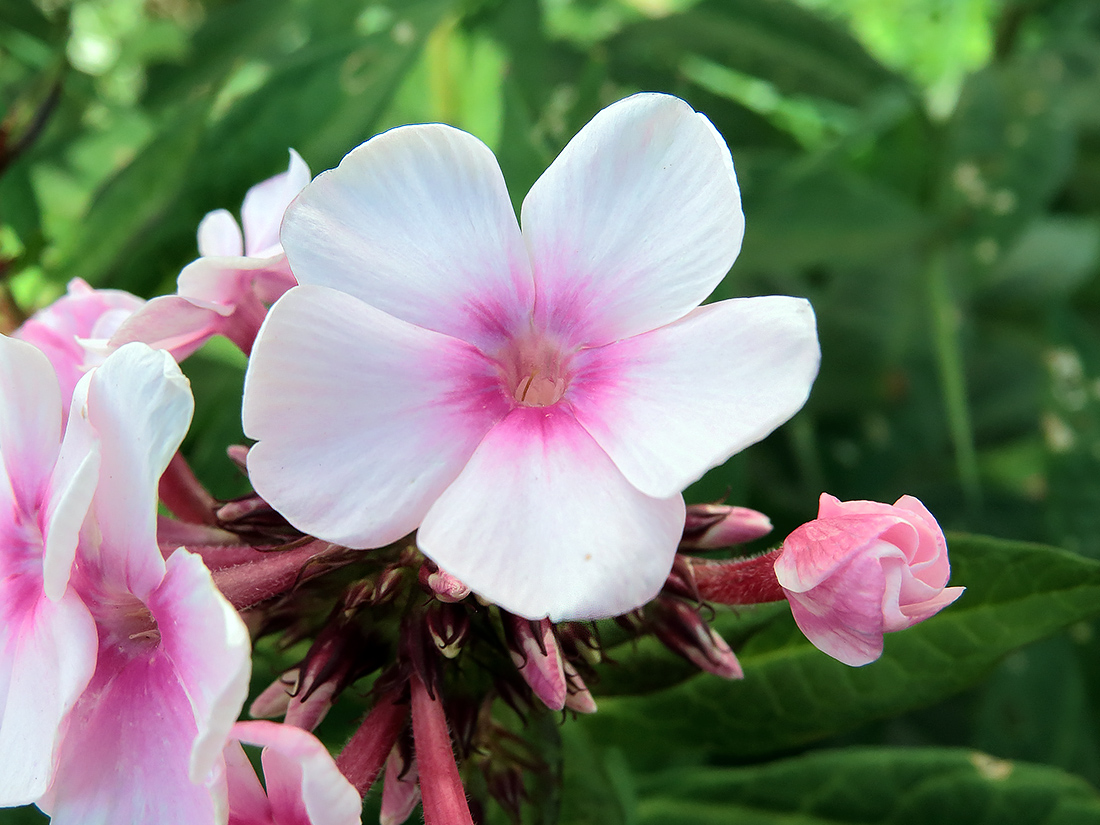 Image of Phlox paniculata specimen.