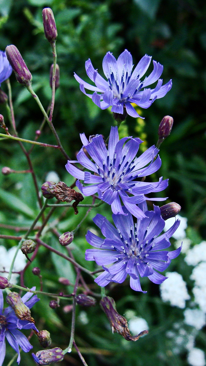 Image of Lactuca sibirica specimen.