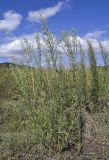 Conyza sumatrensis. Цветущие и плодоносящие растения. Испания, Каталония, пров. Жирона, комарка Баш Эмпорда, муниципалитет Калонже, залежь. 30.08.2025.