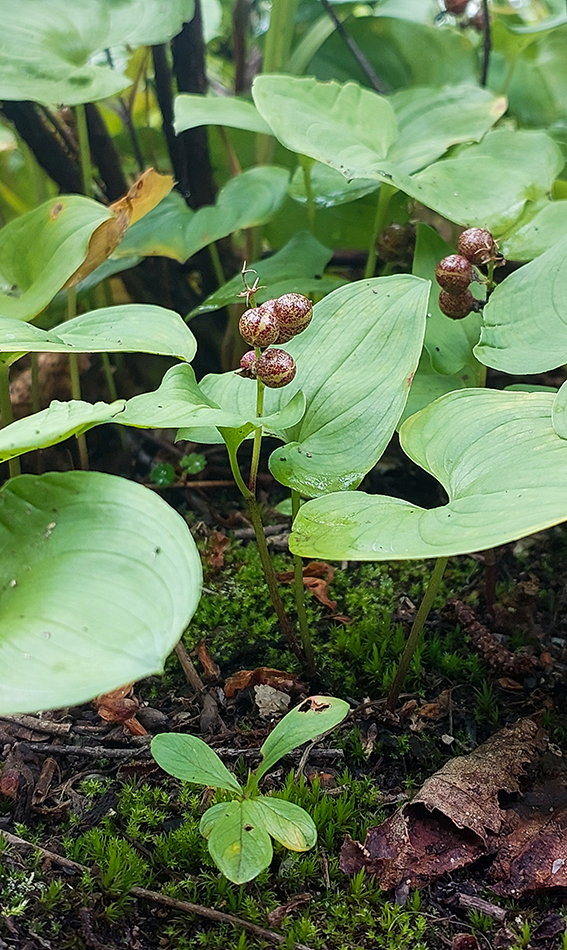 Image of genus Maianthemum specimen.