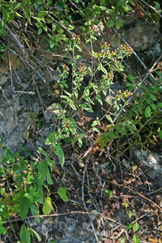 Изображение особи Inula conyza.