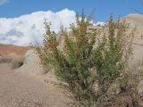 Halimodendron halodendron. Плодоносящее растение. Казахстан, Жетысуская обл., Панфиловский р-н, отроги Джунгарского Алатау, горы Долонтау, край русла временного водотока. 19 сентября 2025 г.