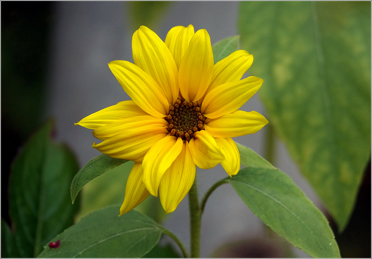 Изображение особи Helianthus annuus.