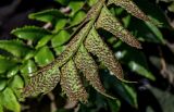 Cyrtomium falcatum. Верхушка вайи с сорусами (вид на абаксиальную поверхность). Португалия, о-в Мадейра, пос. Порту-Мониш, на каменной стене. 19.08.2025.