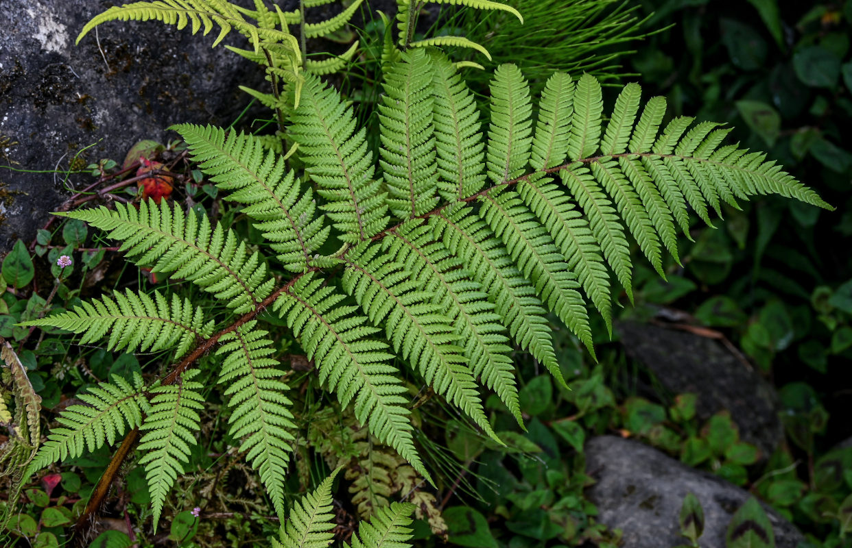 Изображение особи Cyathea cooperi.