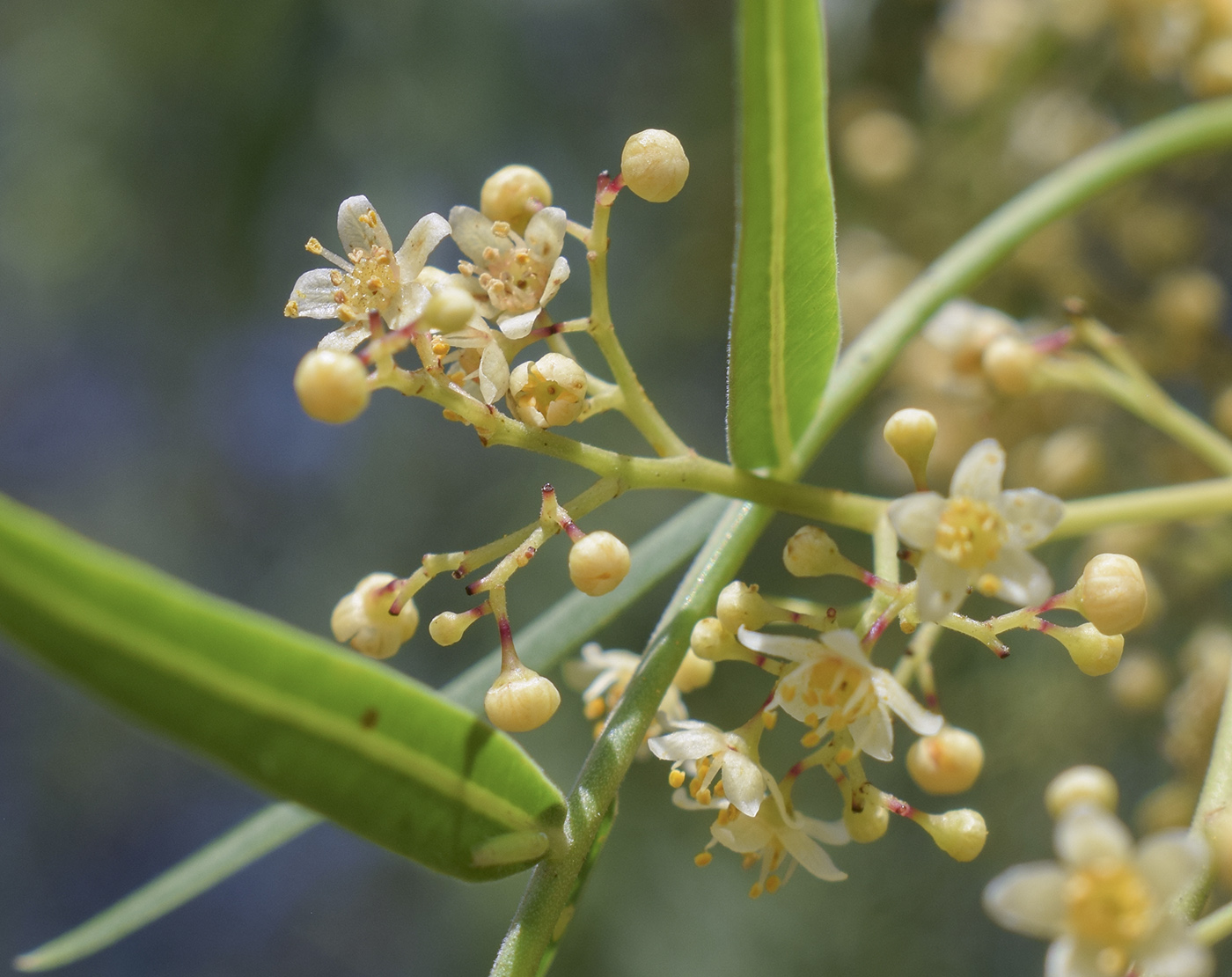 Image of Schinus molle specimen.