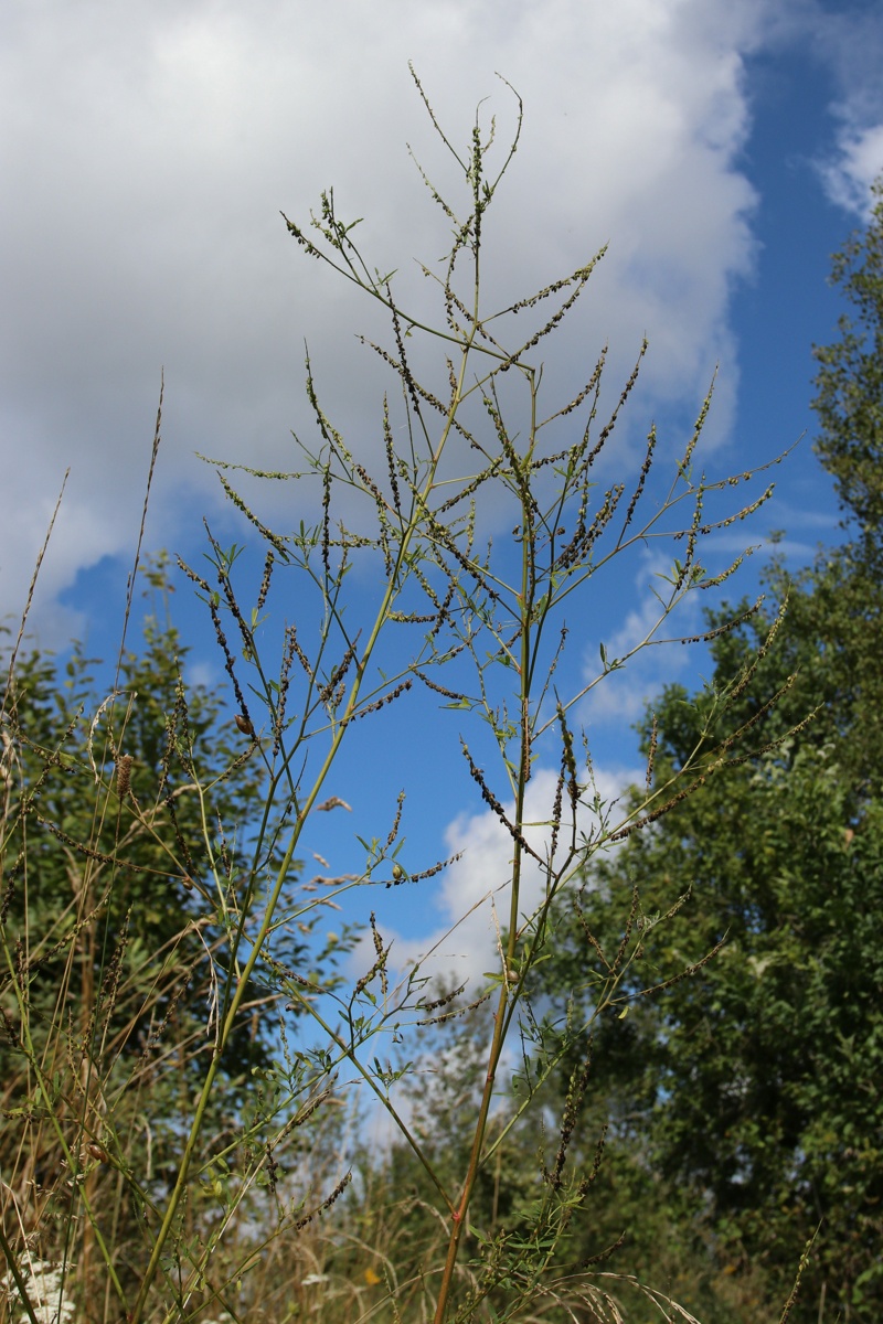 Изображение особи Melilotus albus.