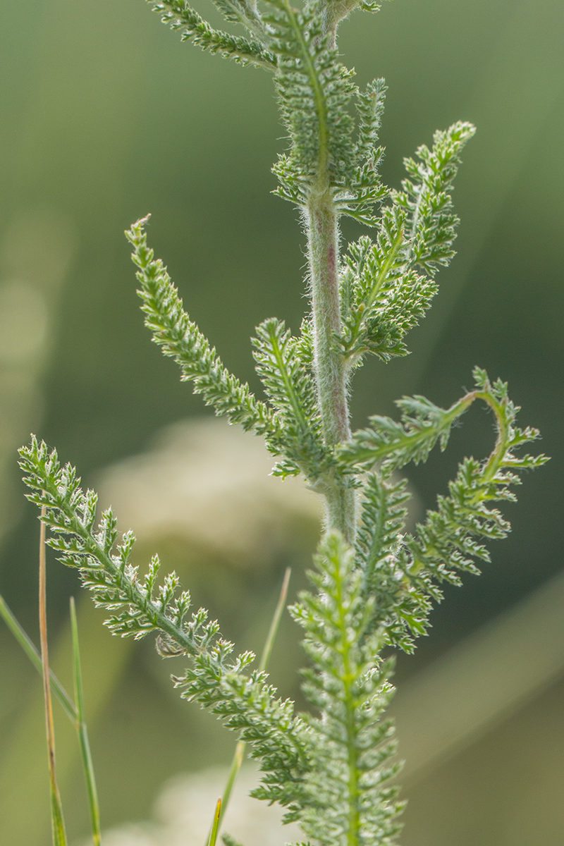 Image of Achillea pannonica specimen.