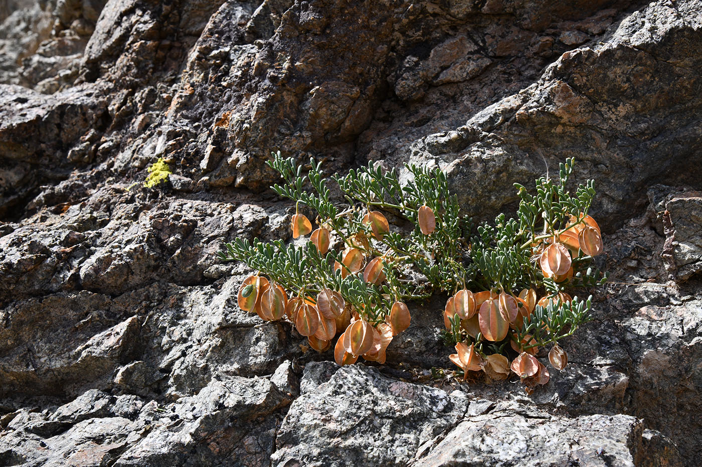 Image of Zygophyllum kegense specimen.