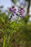 Polygala comosa. Цветущие растения. Новосибирская обл., Салаирский кряж, р. Бердь, окр. дер. Новососедово. 01.06.2008.