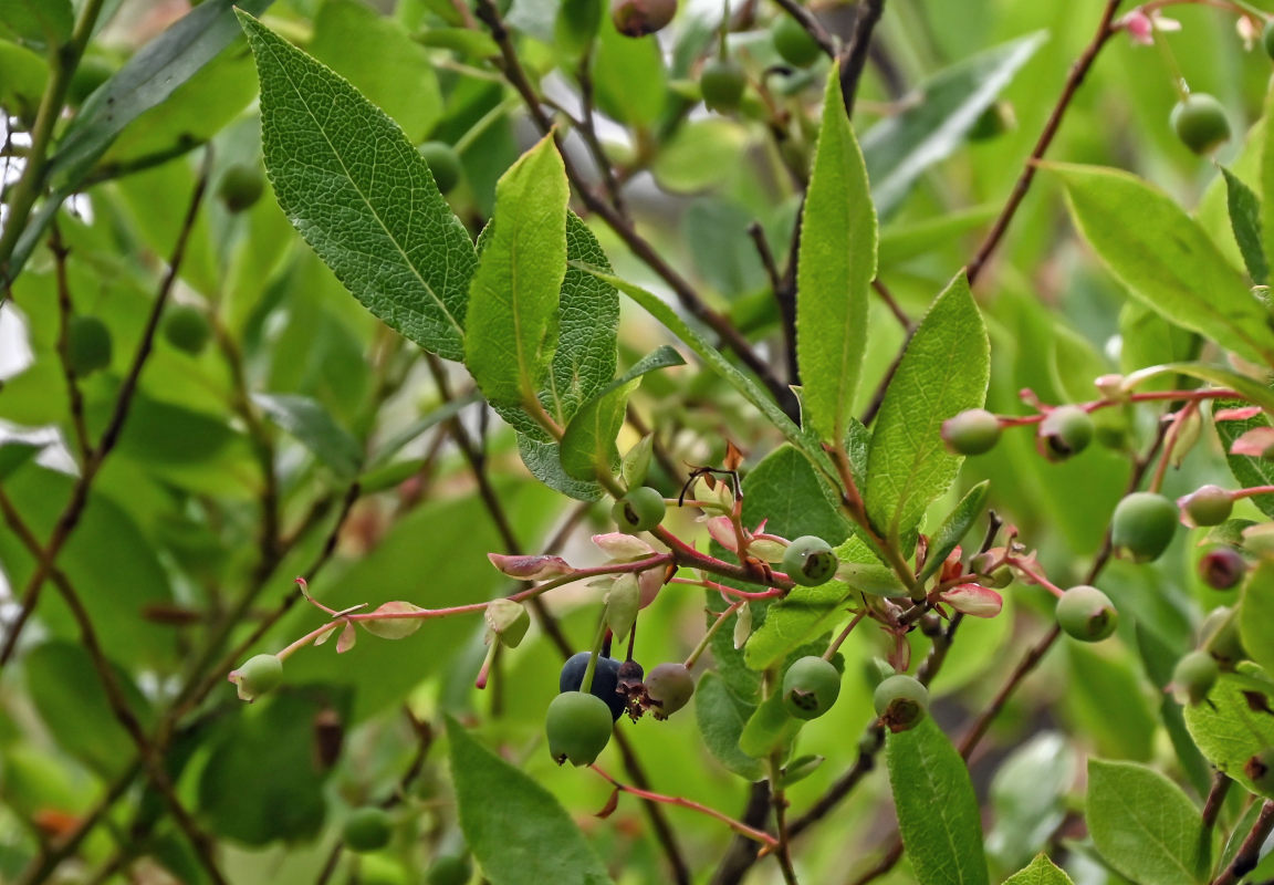 Изображение особи Vaccinium padifolium.