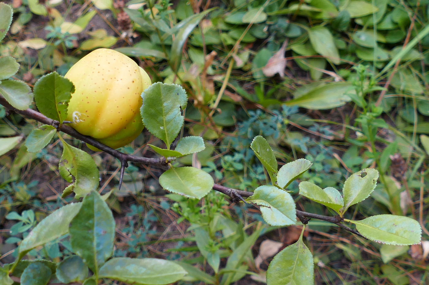 Image of Chaenomeles japonica specimen.