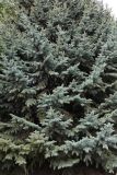 Picea форма glauca