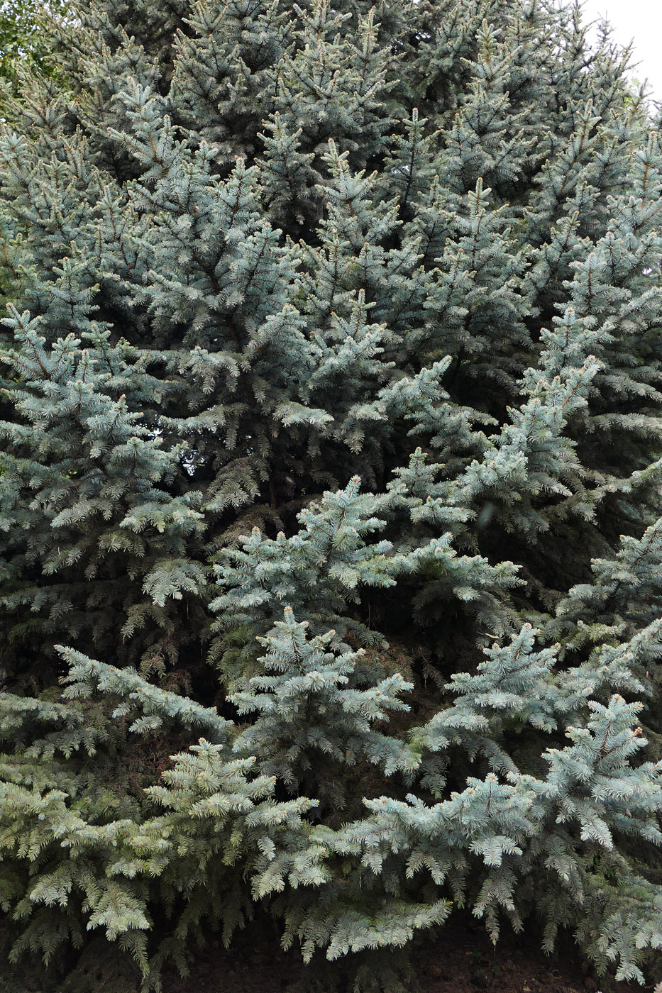 Изображение особи Picea pungens f. glauca.