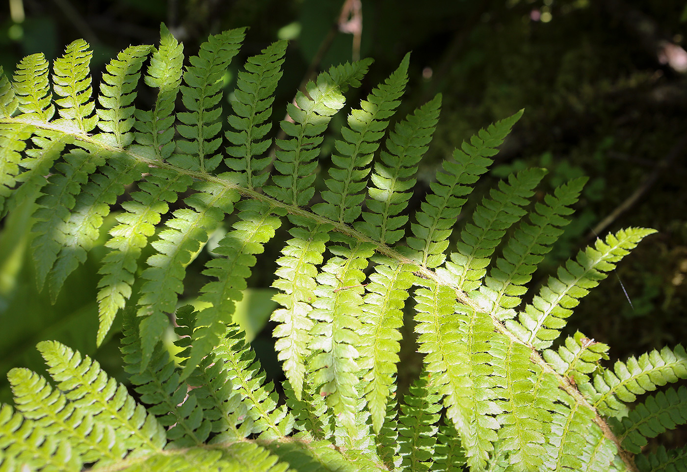 Image of Polystichum setiferum specimen.