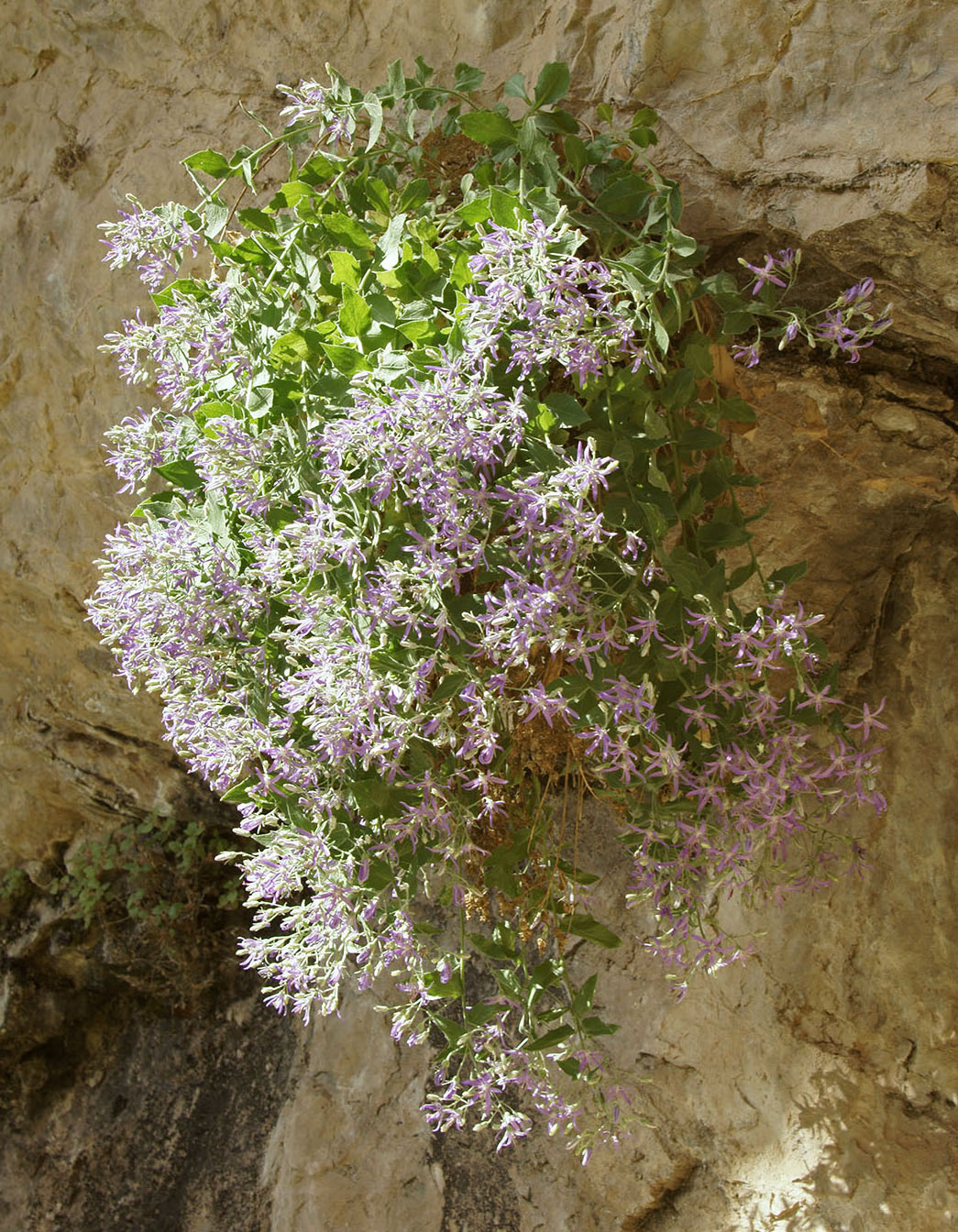 Изображение особи Неопознанный вид.