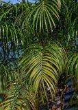 Phoenix roebelenii. Верхушки листьев. Португалия, округ Лиссабон, г. Кашкайш, в культуре. 05.08.2025.