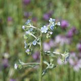 неопознанный вид. Соцветие. Турция, ил Карс, окр. Ани, овраг Хачидзор, луг. 28 мая 2025 г.