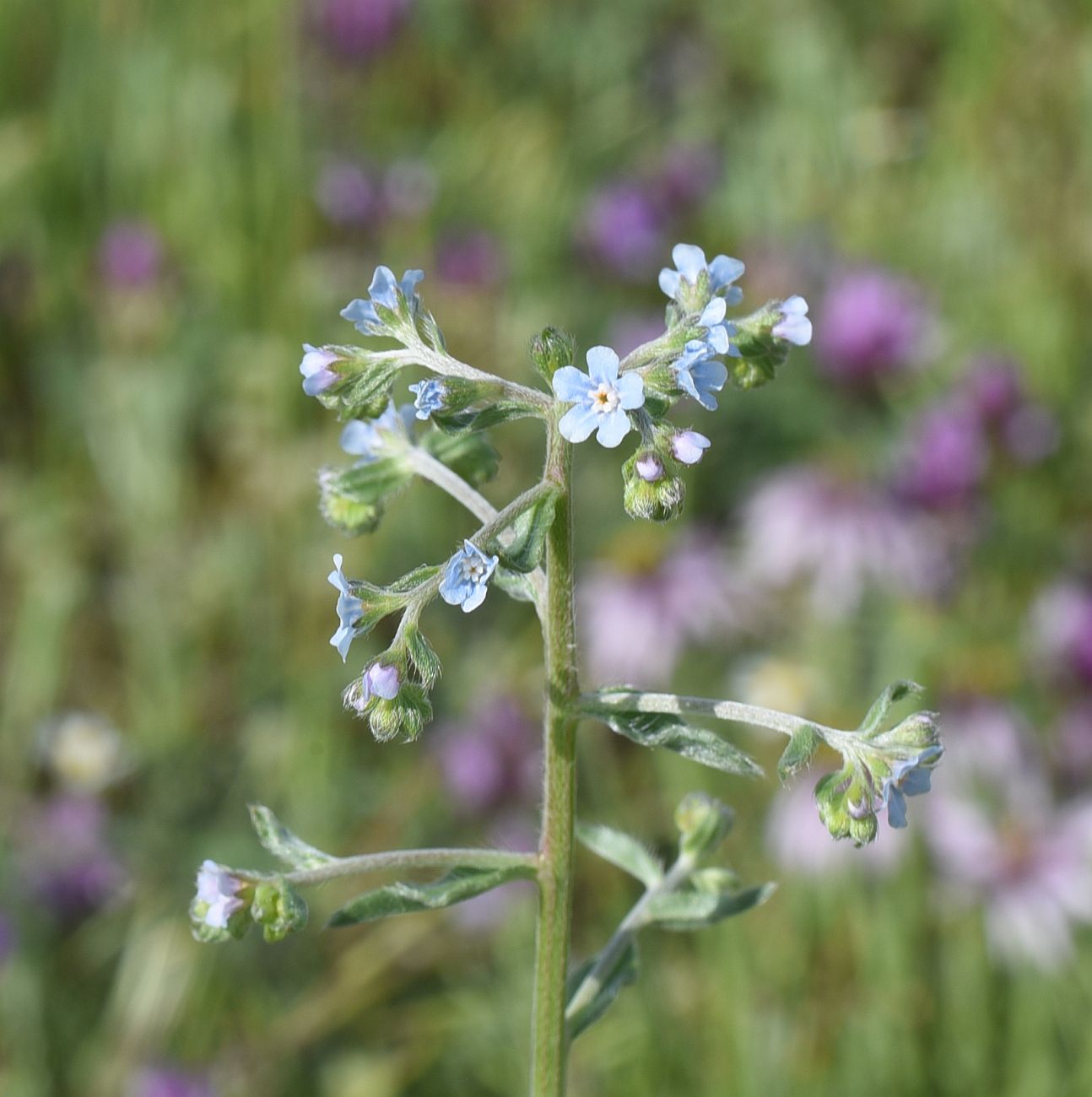 Изображение особи семейство Boraginaceae.