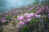 Rhododendron schlippenbachii. Цветущие растения в тумане в сообществе с Weigela praecox. Приморский край, Хасанский р-н, гора Бутакова, дубовый лес на склоне. 14.05.2019.