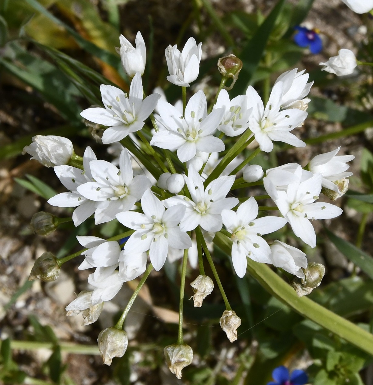 Изображение особи Allium neapolitanum.