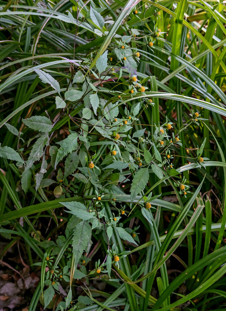 Изображение особи Bidens frondosa.