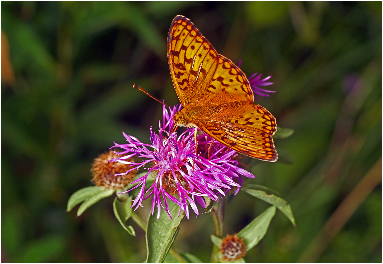 Image of Centaurea phrygia specimen.