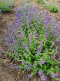 Nepeta mussinii