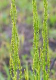 Asparagus schoberioides. Части веточек с бутонами. Приморский край, Хасанский р-н, п-ов Брюса, приморский луг, гарь. 03.05.2026.