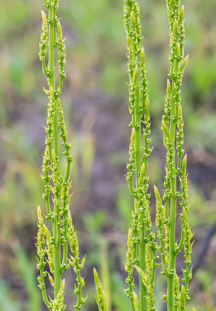 Изображение особи Asparagus schoberioides.