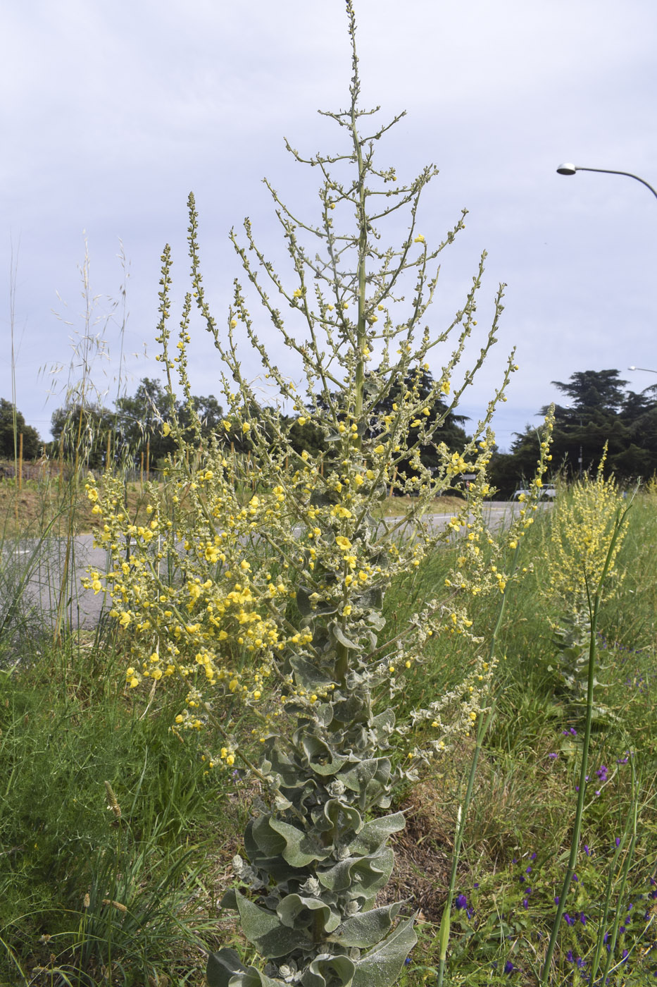 Изображение особи Verbascum pulverulentum.