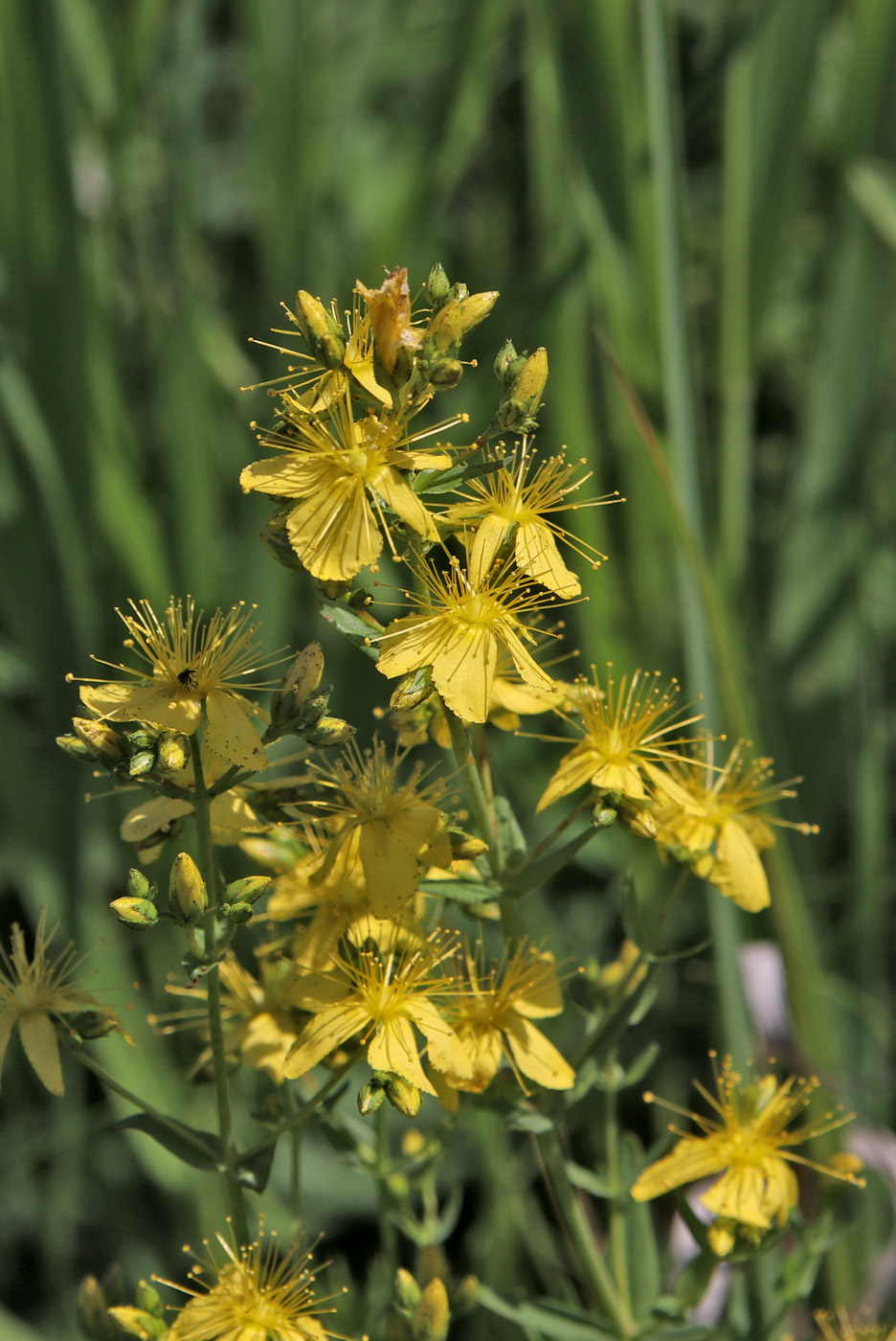 Изображение особи Hypericum elegans.