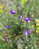 genus Campanula