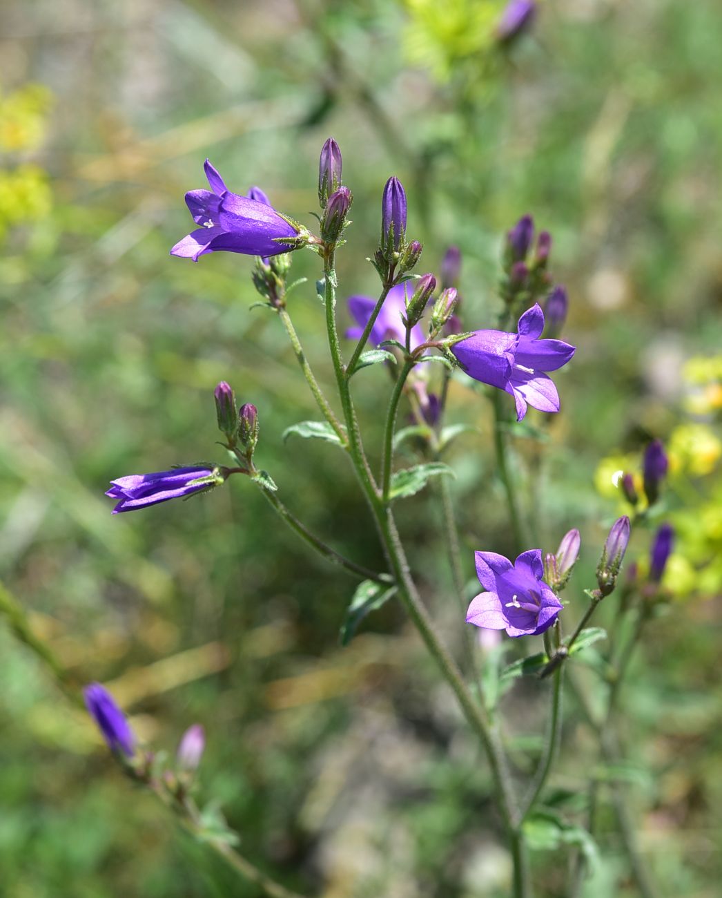Image of genus Campanula specimen.