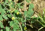familia Fabaceae. Побег с соцветием. Грузия, край Самцхе-Джавахети, Ахалцихский муниципалитет, 200 м от окр. с. Гуркели, левый борт р. Цинубанисцкали, выс. 1050 м н.у.м., луг. 8 июня 2026 г.
