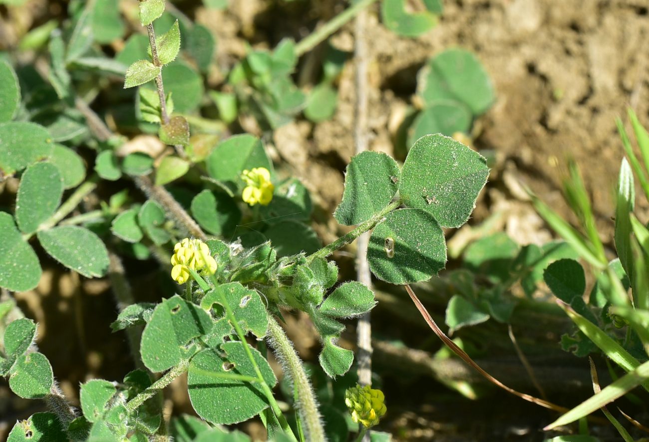 Image of familia Fabaceae specimen.