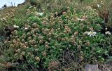 Argyranthemum subspecies succulentum
