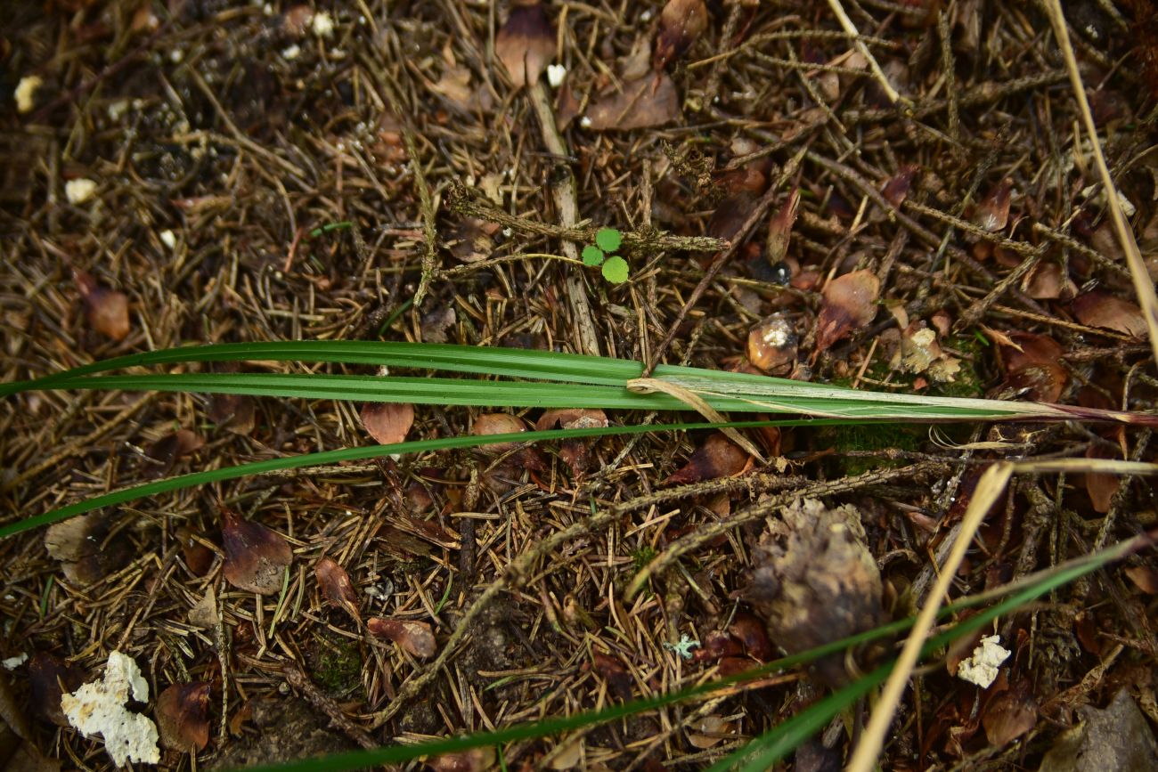 Image of Unknown species specimen.