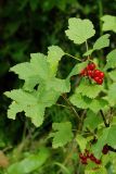 Ribes rubrum. Плодоносящие веточки. Беларусь, Витебская обл., пос. Езерище, сад. 11.07.2026.