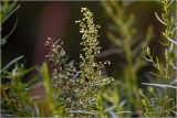 Artemisia dracunculus. Верхушка побега с бутонами. Московская обл., Раменский р-н, окр. дер. Хрипань, садовый участок. 17.08.2026.