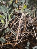genus Astragalus. Прошлогодний побег. Таджикистан, Горно-Бадахшанская автономная обл., Рошткалинский р-н, окр. кишлака Дашт, дол. р. Шахдара, ≈ 2650 м н.у.м., частично закреплённые пески. 1 июля 2026 г.