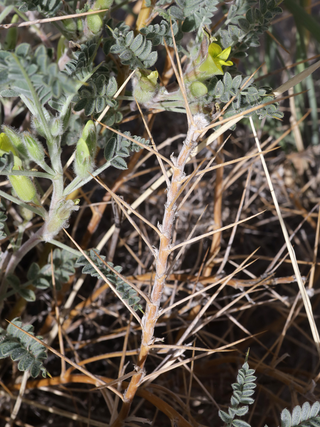 Image of genus Astragalus specimen.