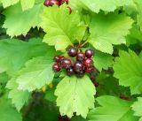 genus Crataegus. Соплодие и листья. Московская обл., г Одинцово, в культуре. Июль 2026 г.