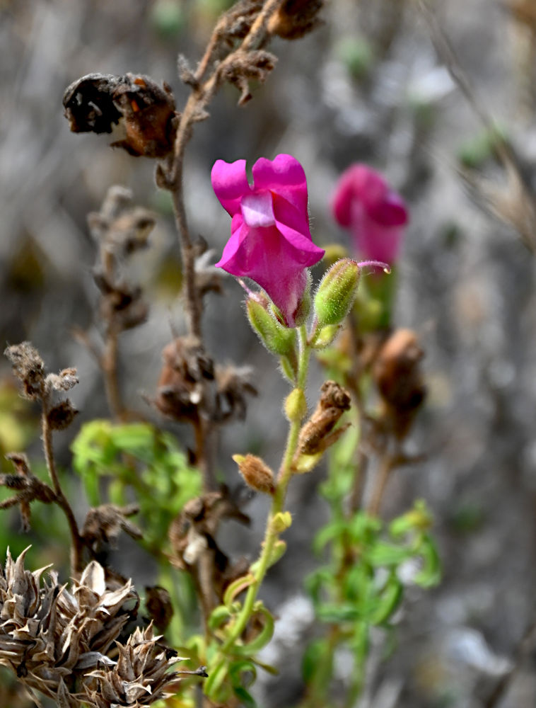 Изображение особи Antirrhinum cirrhigerum.