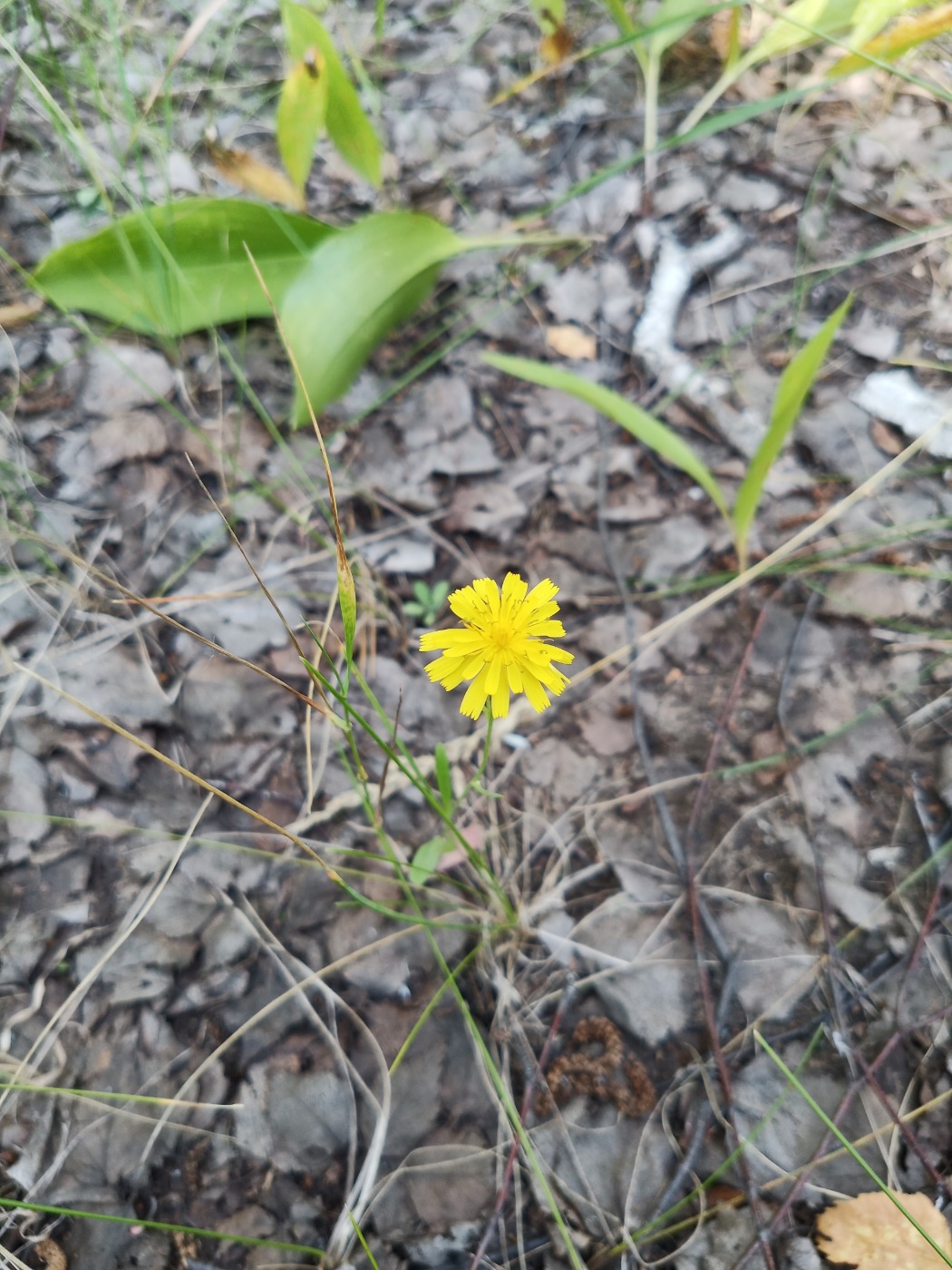 Image of Unknown species specimen.