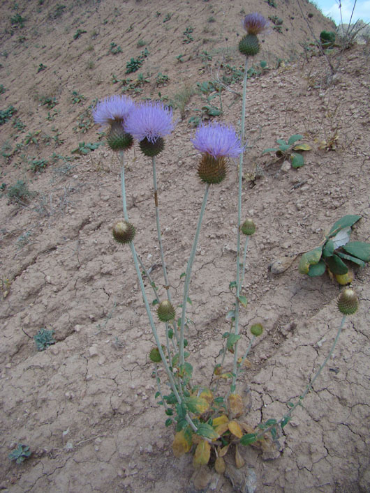 Изображение особи Lamyropappus schakaptaricus.